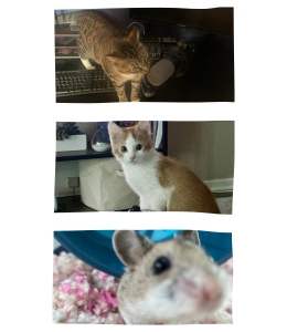 Pictures of our Pets