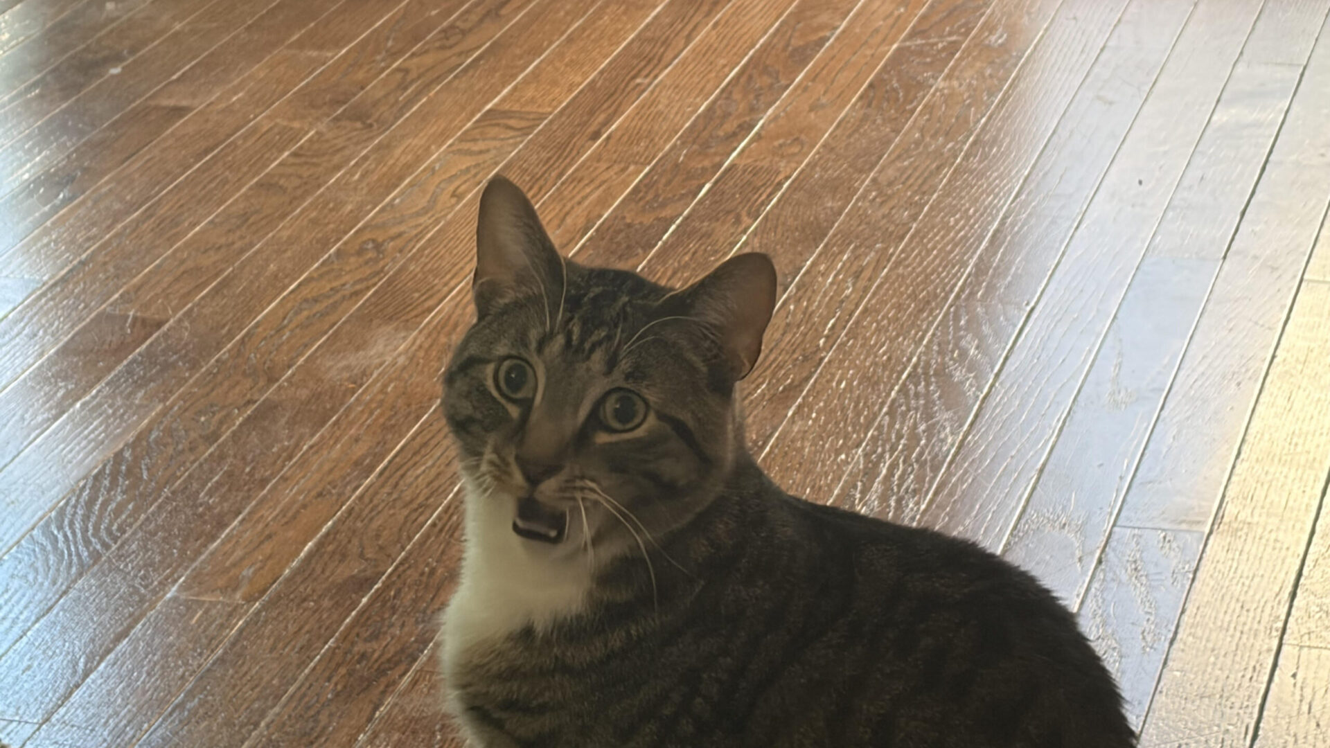 Moose Moose the cat looking suprised