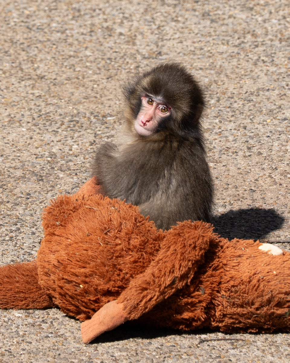 Punch the Monkey hanging out with his stuffy